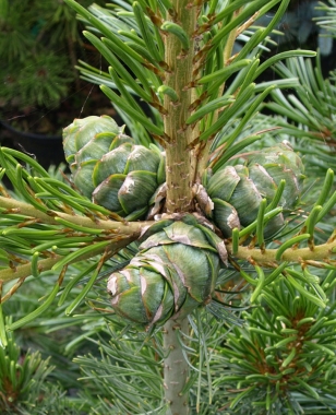 Sosna drobnokwiatowa (Pinus parviflora) Blue Giant